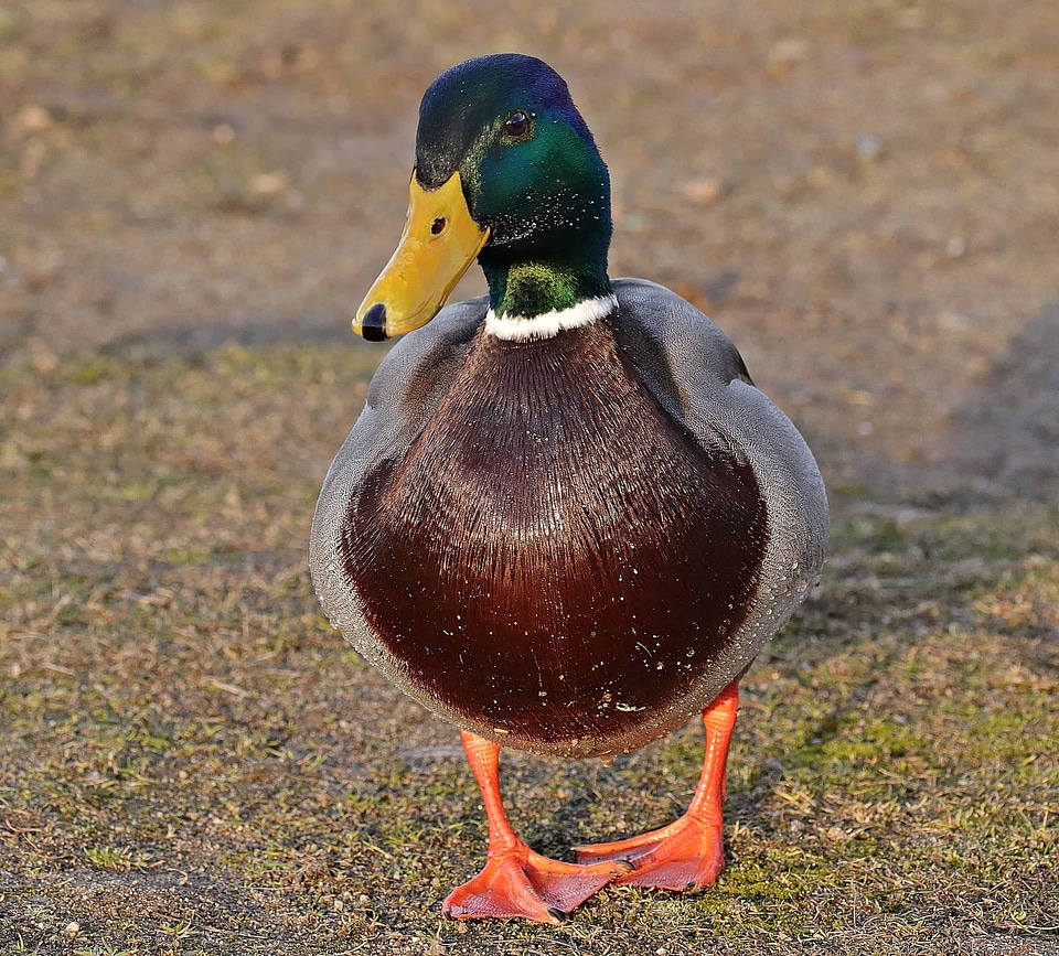 Animal aquatic bird avian