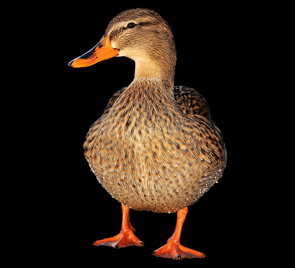 Animal aquatic bird avian