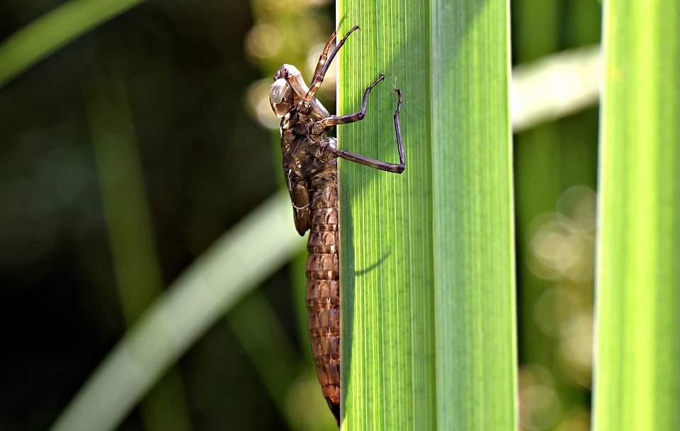 Animal arthropod bug