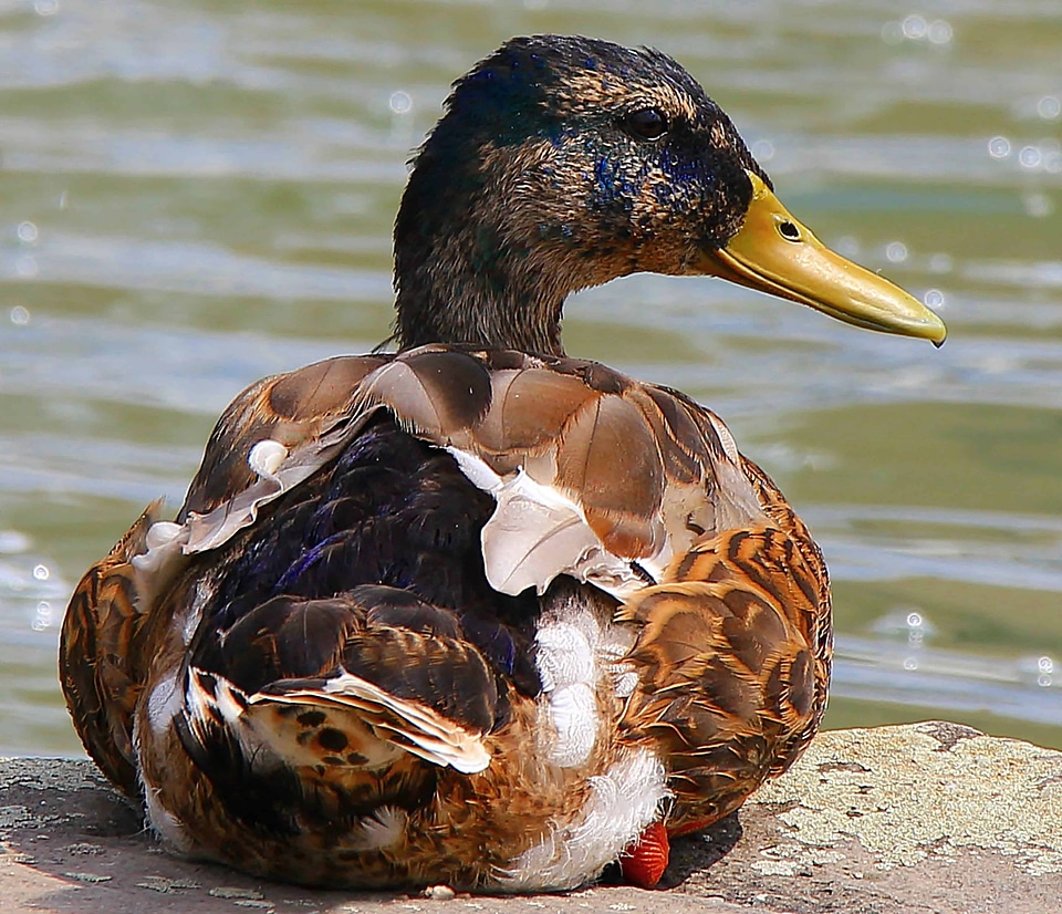 Animal aquatic bird avian
