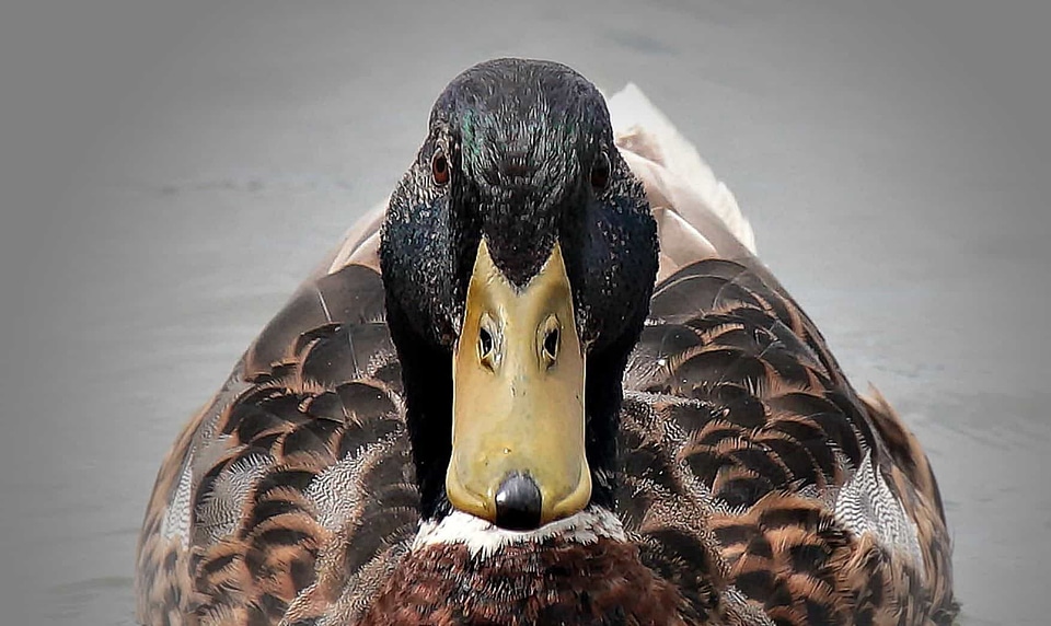 Animal aquatic bird avian photo