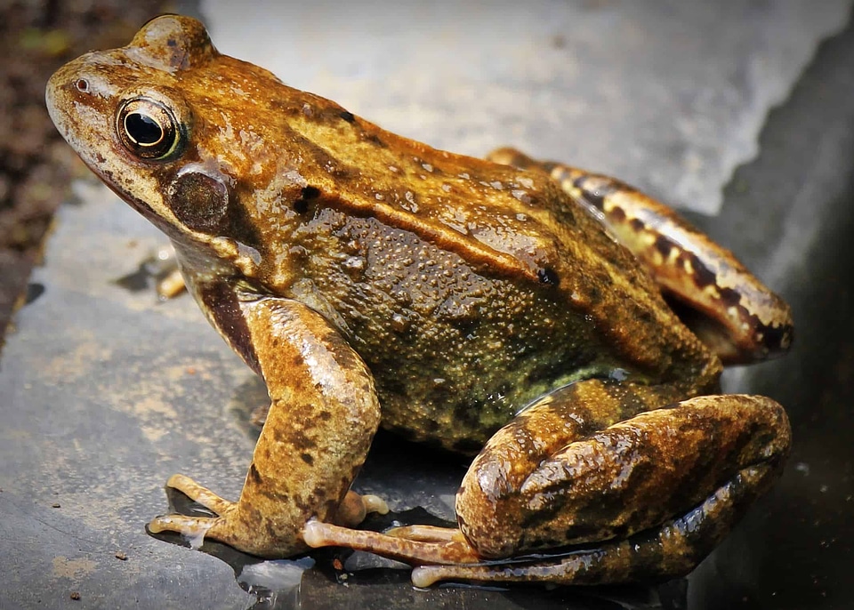 Amphibian animal brown