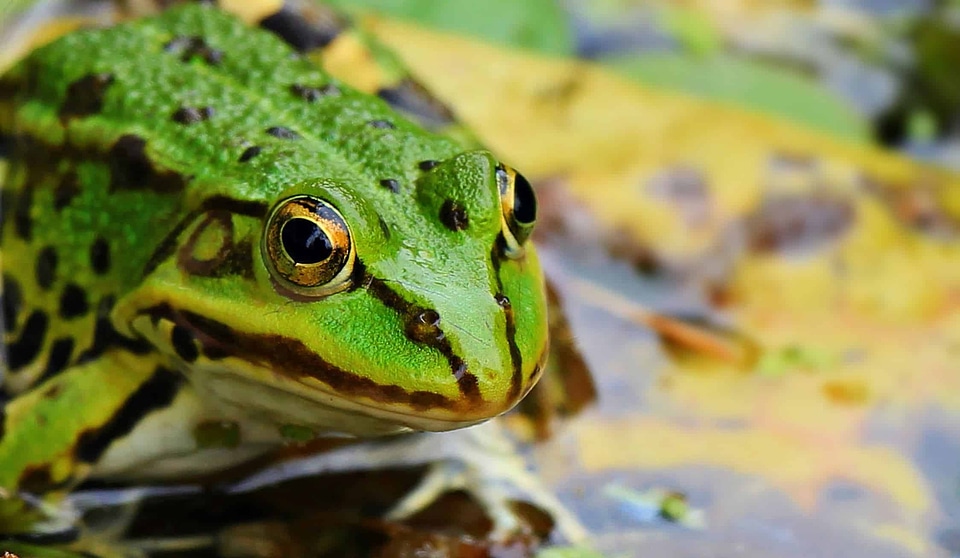 Amphibian animal beautiful photo photo