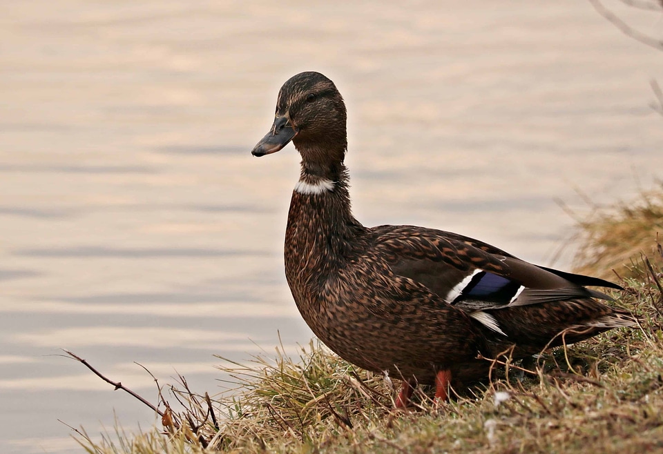 Animal aquatic bird avian