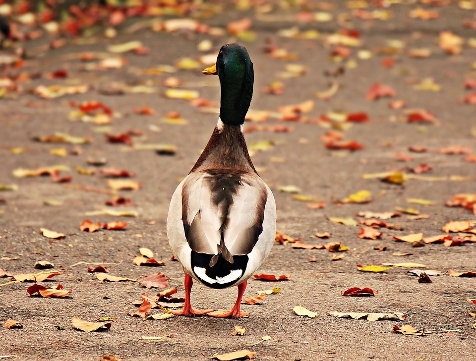 Animal aquatic bird avian