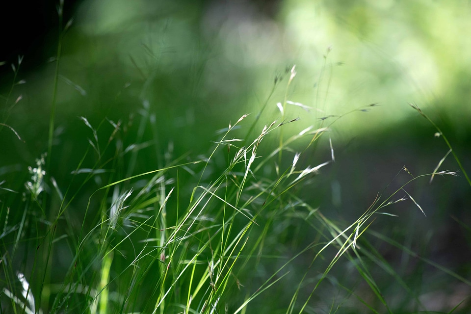 Environment field flora