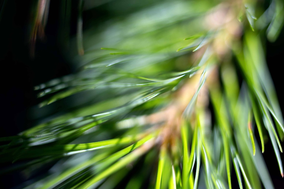 Branch conifer flora