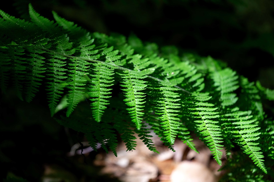 Branch ecology environment