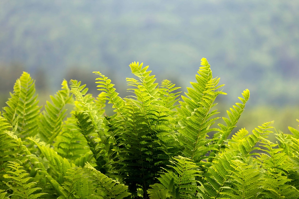 Beautiful Photo branch ecology