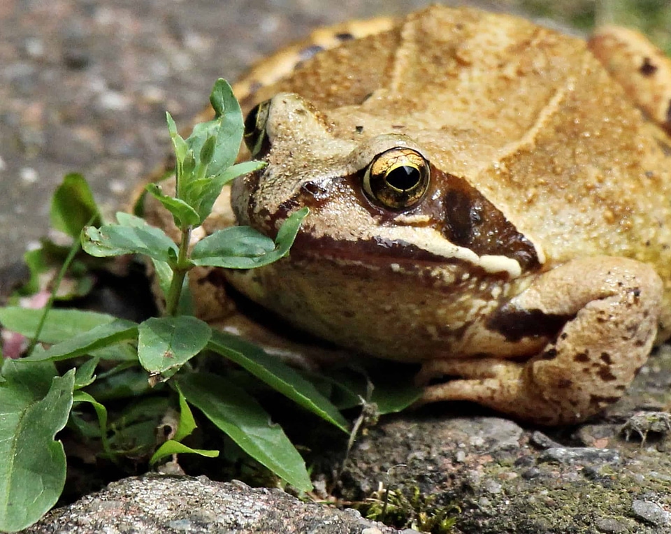 Amphibian animal eye
