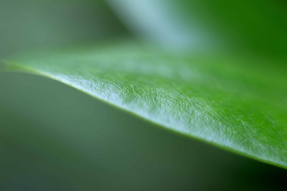 Ecology environment flora
