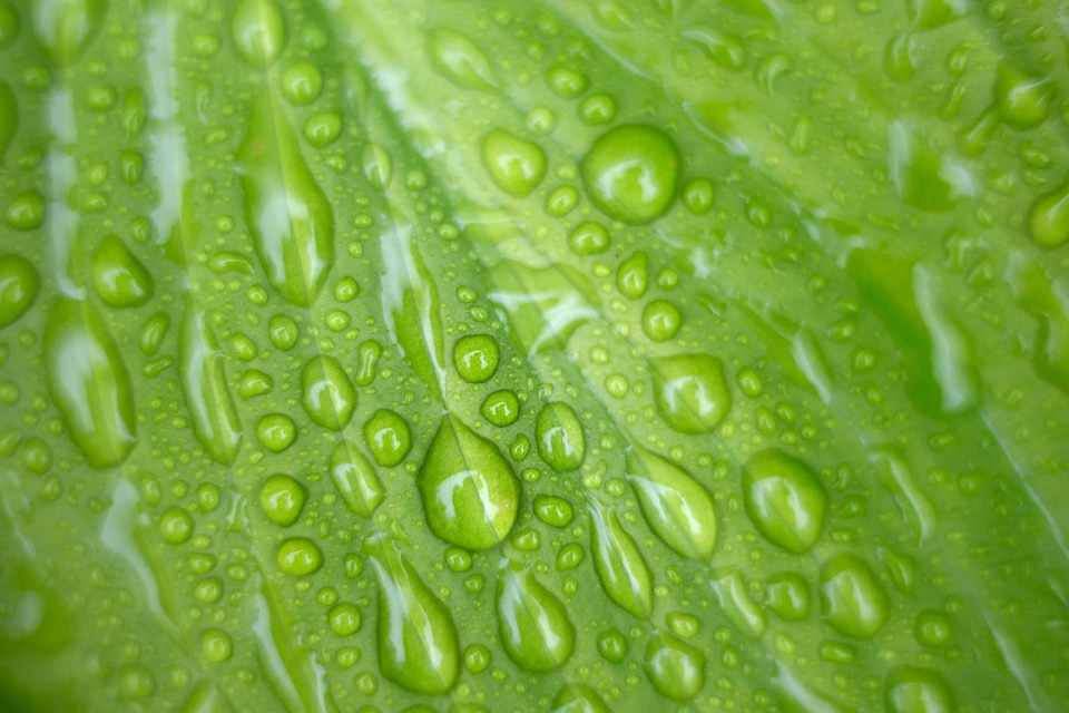 Beautiful Photo dew droplet