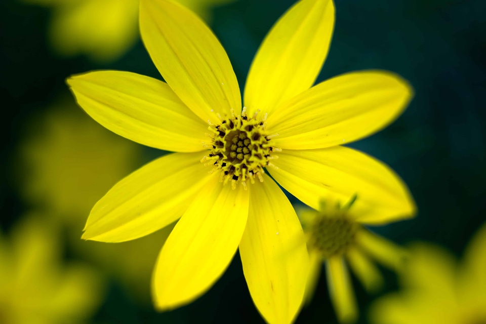 Beautiful Flowers bloom blooming