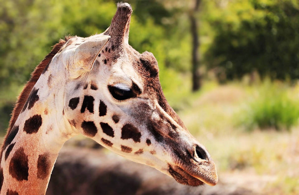 Animal beautiful photo fauna