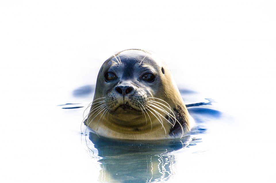 North-sea wild-animal threatened