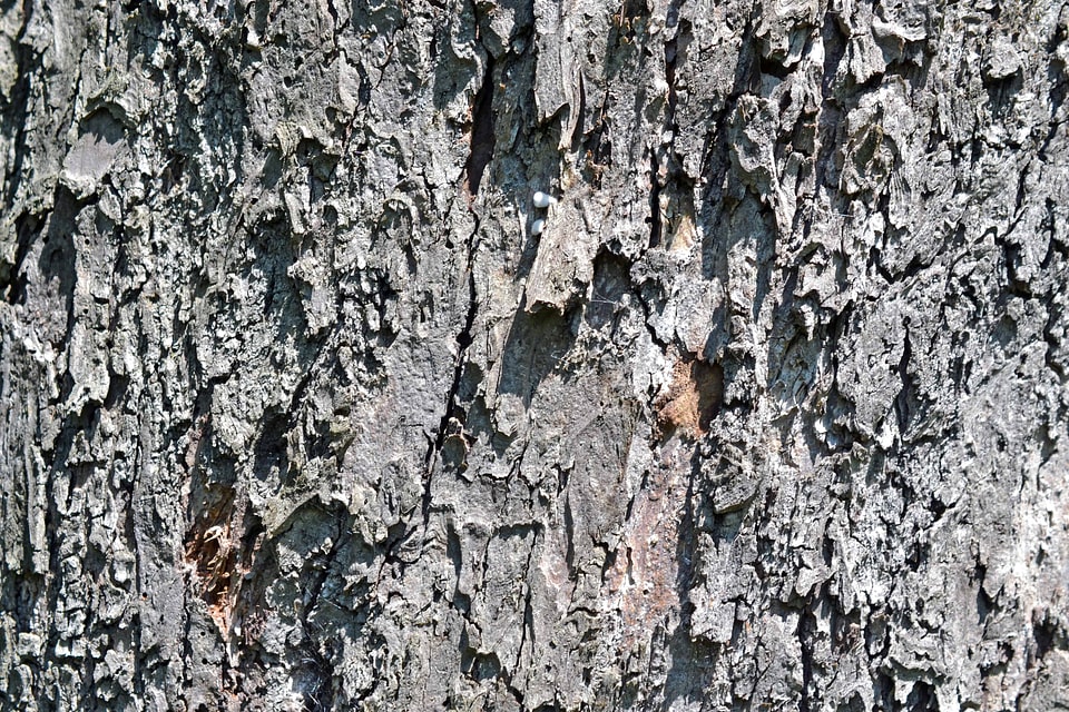 Abstract bark brown photo