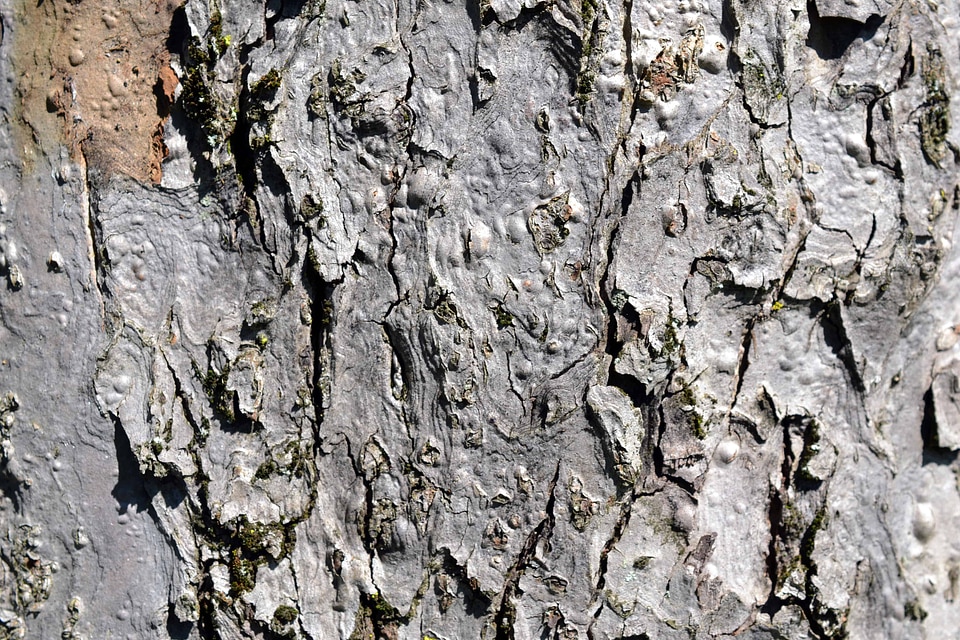 Abstract bark brown photo