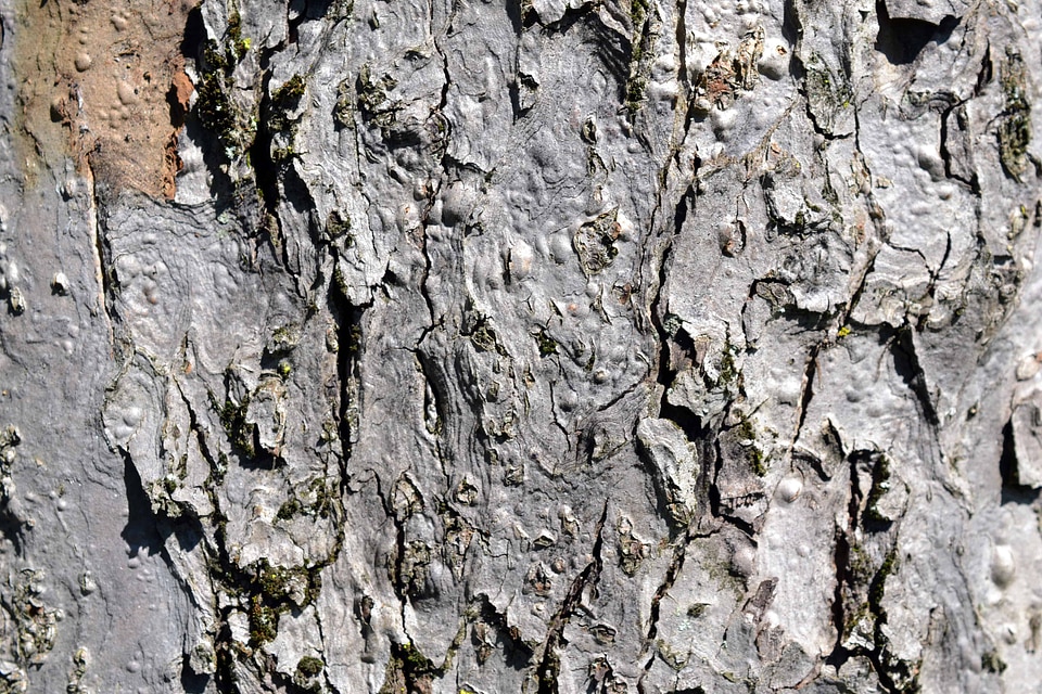 Abstract bark brown