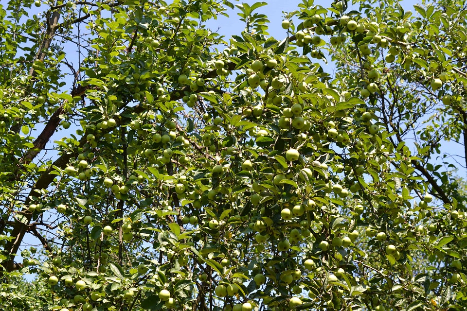 Agriculture apple branch