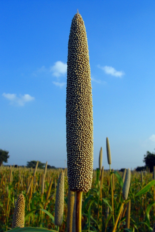 Crop spike cereal