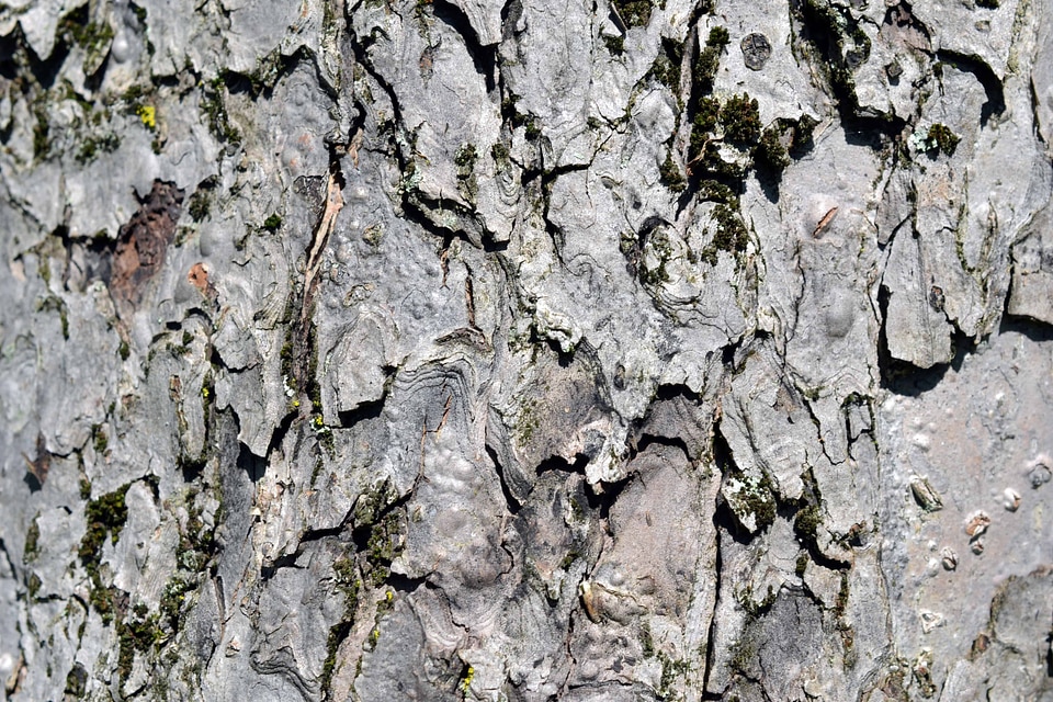 Abstract bark brown