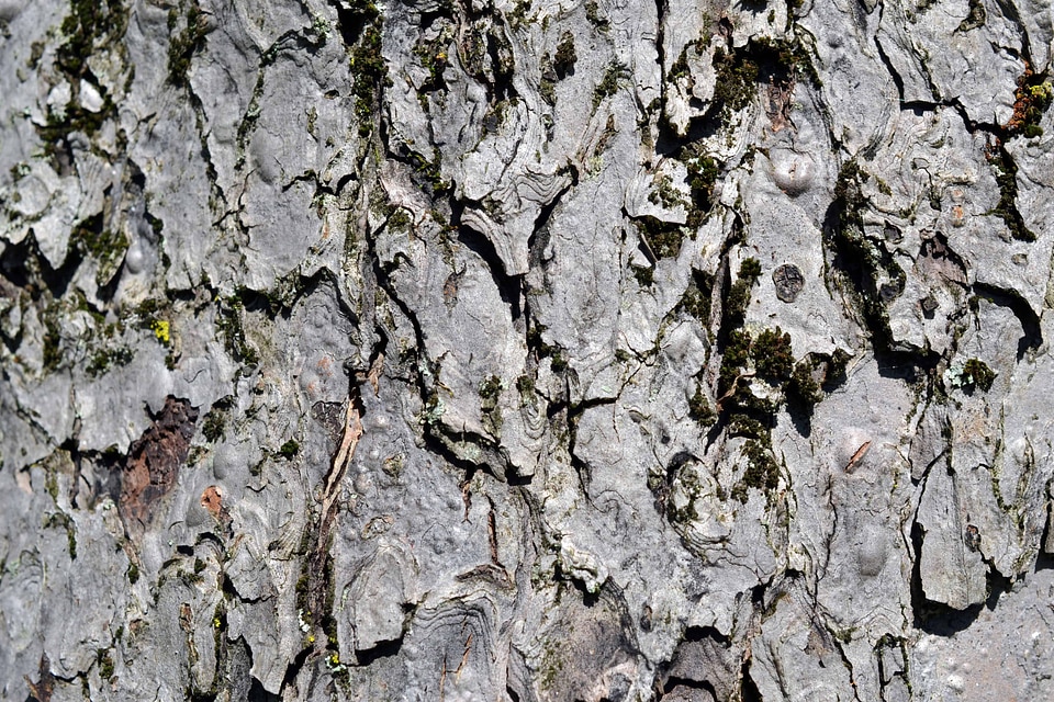 Abstract bark brown