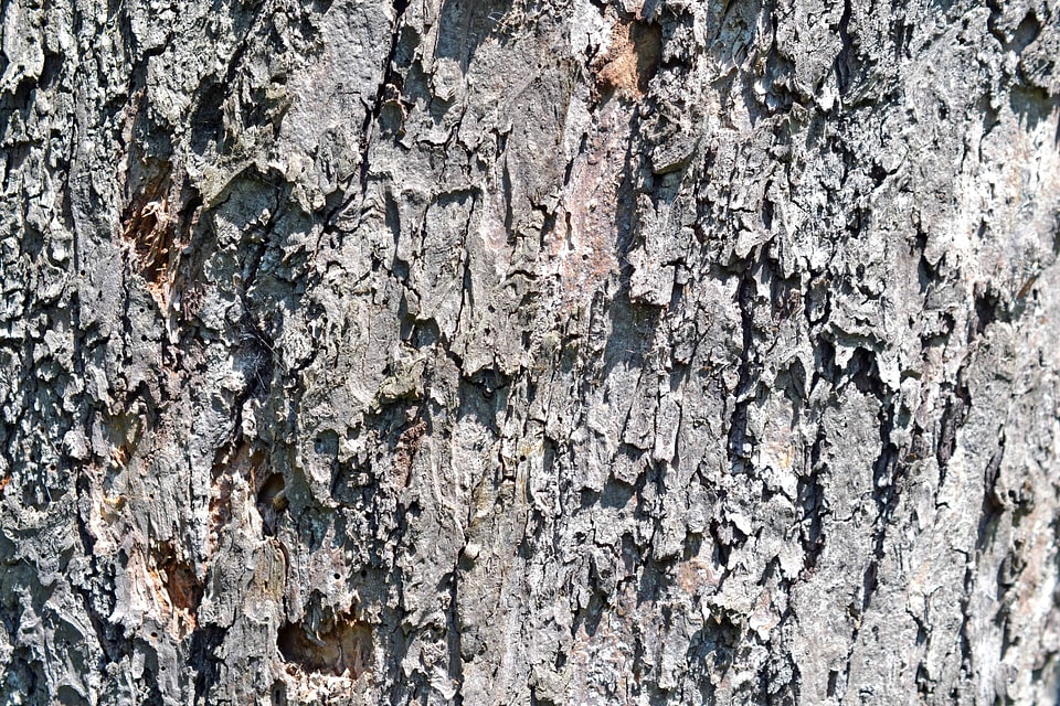 Abstract bark brown