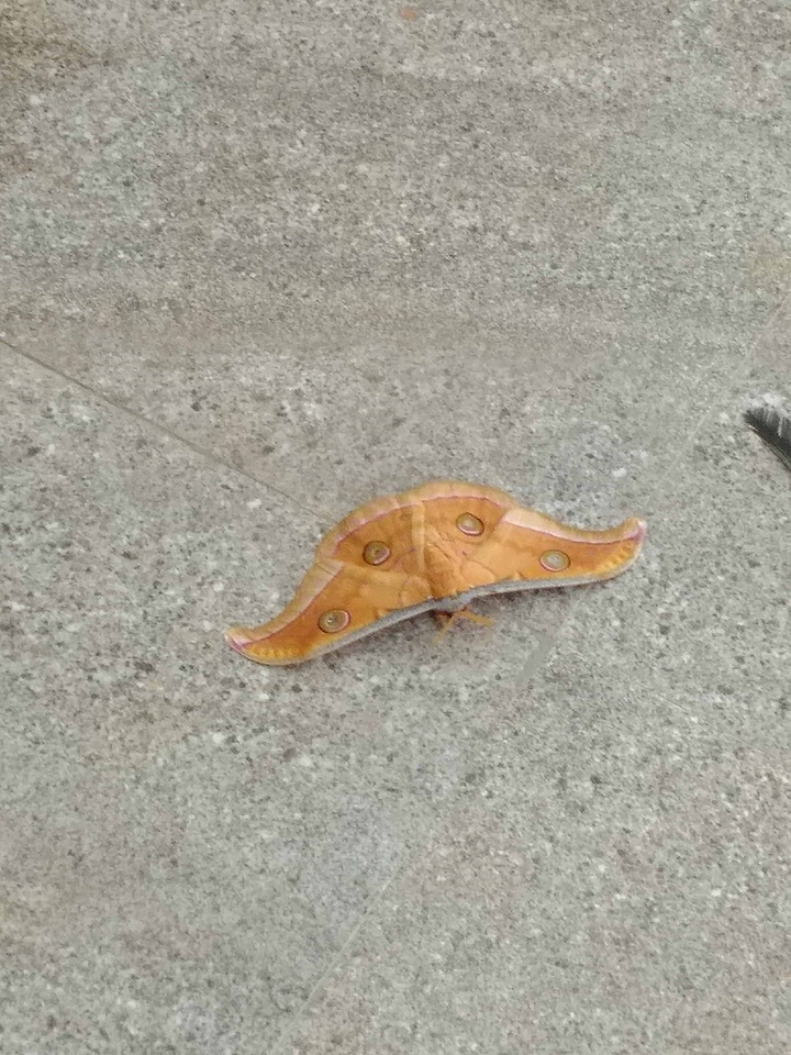 Animal butterfly concrete