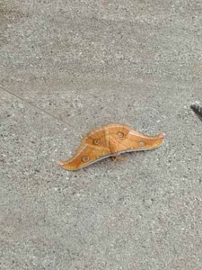 Animal butterfly concrete