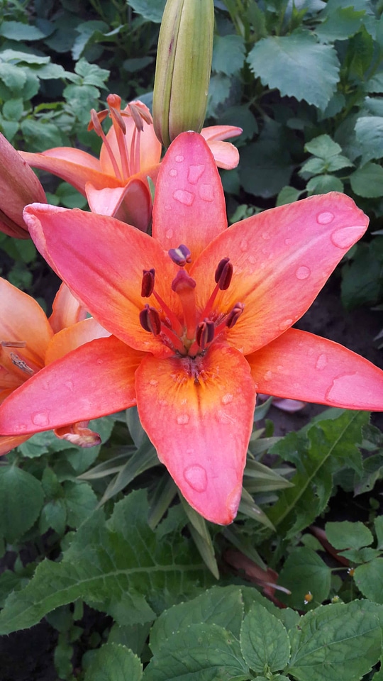 Beautiful beautiful flowers beautiful photo