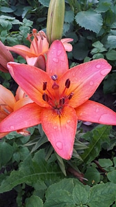 Beautiful beautiful flowers beautiful photo