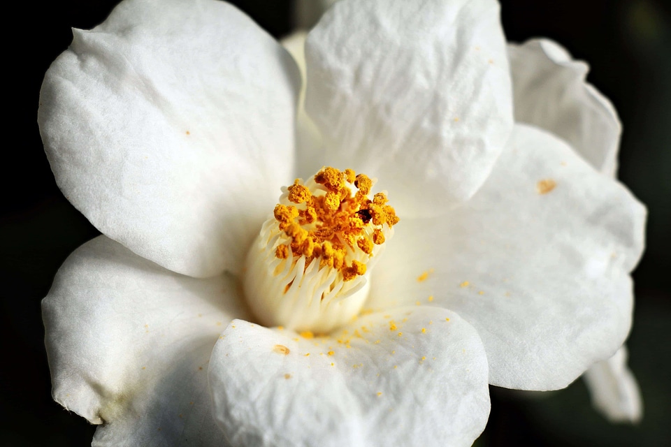 Beautiful beautiful flowers beautiful photo