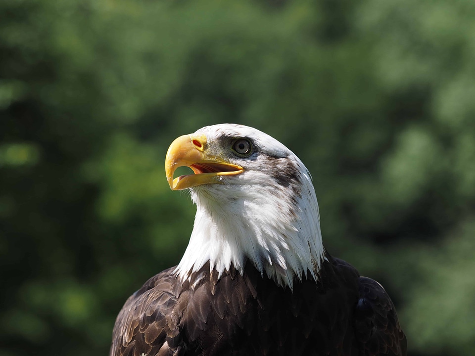 Animal avian beak