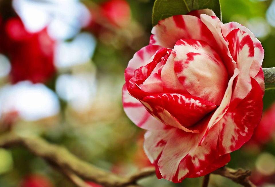 Beautiful Flowers beautiful photo blooming