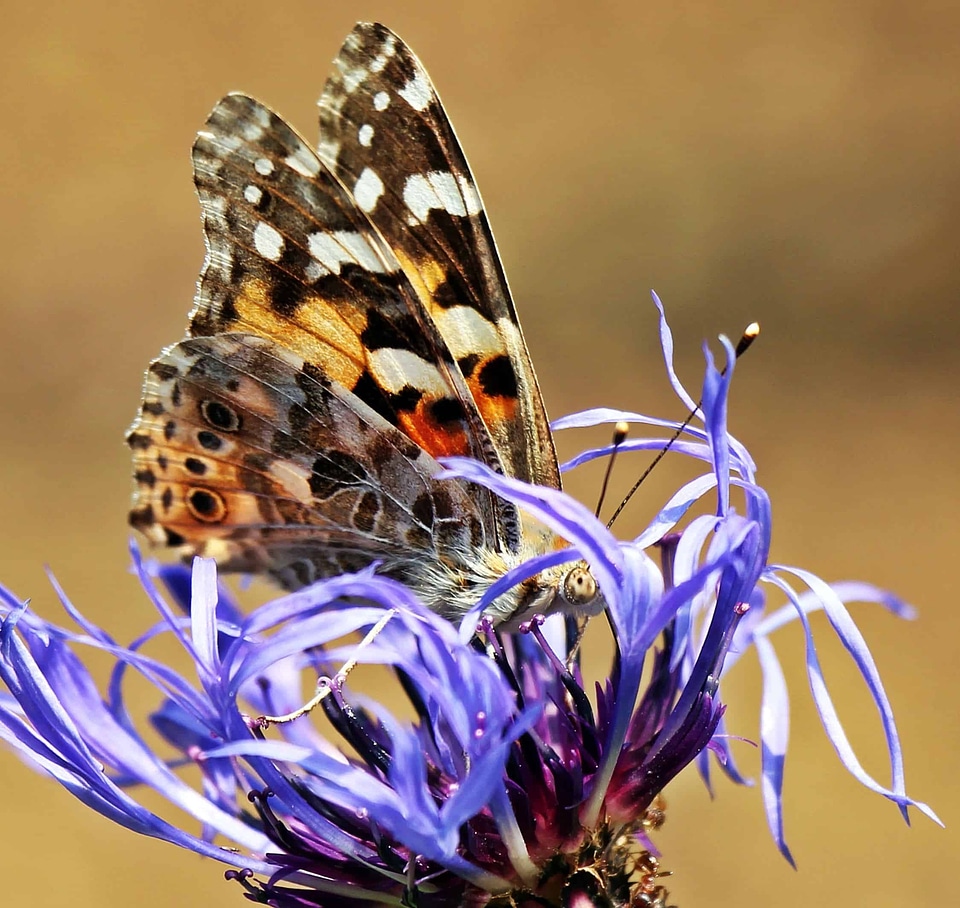 Animal arthropod beautiful flowers