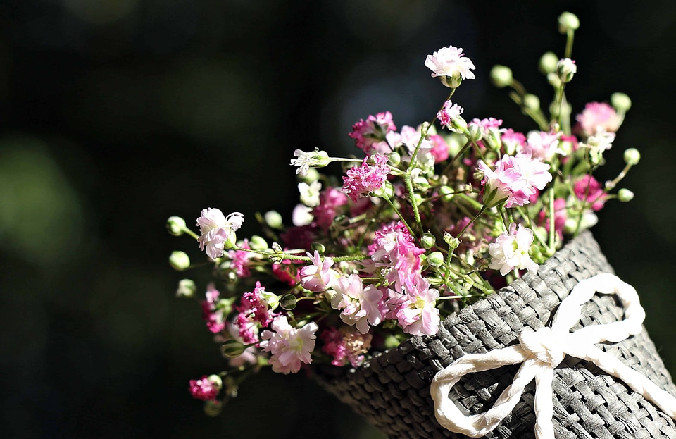Beautiful beautiful flowers beautiful photo