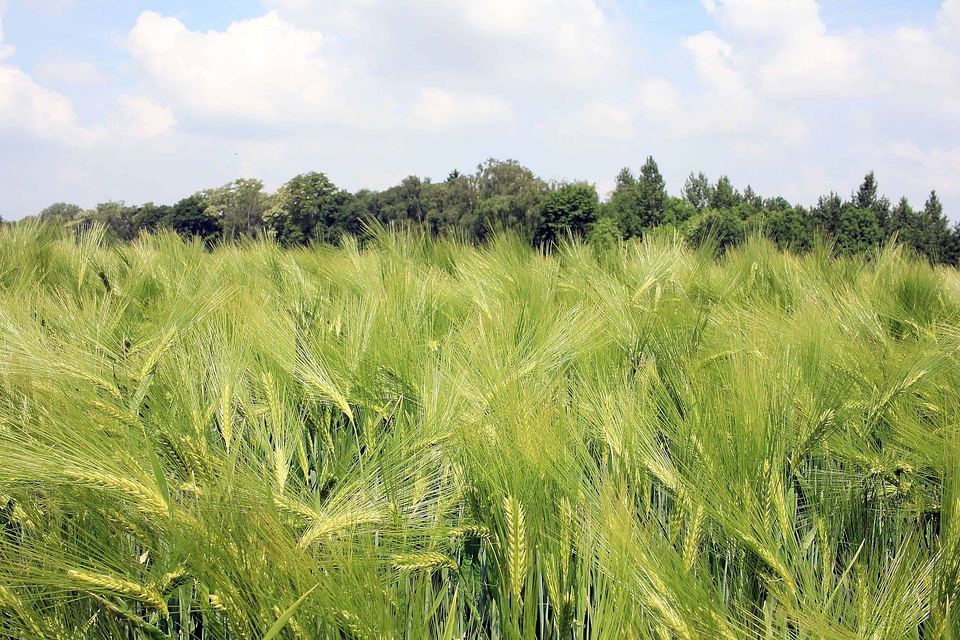 Agriculture beautiful photo cereal