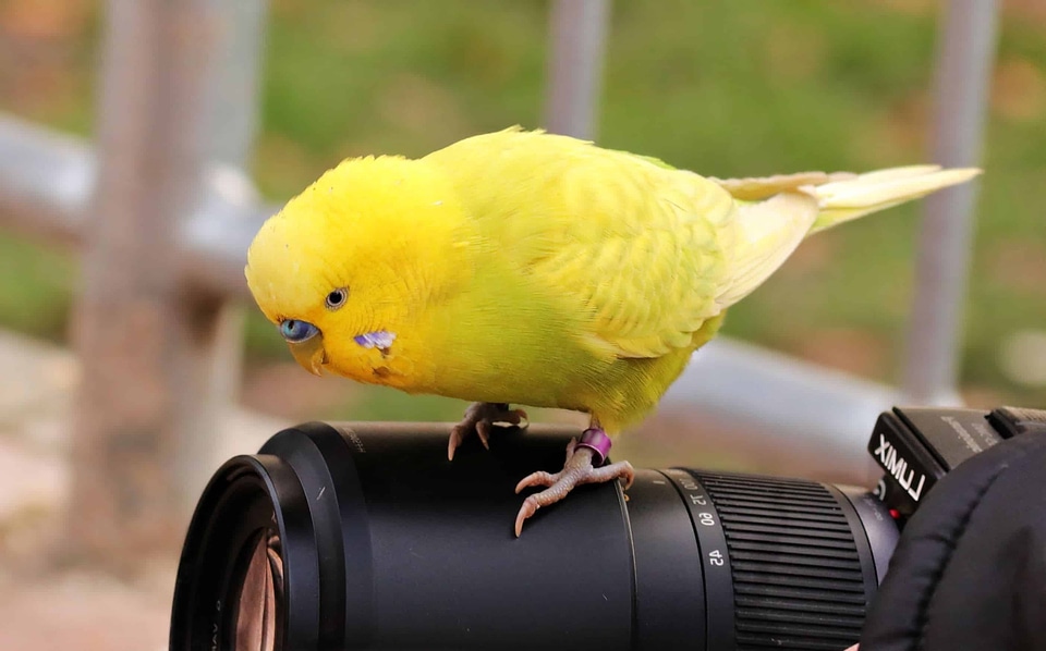 Animal aperture avian
