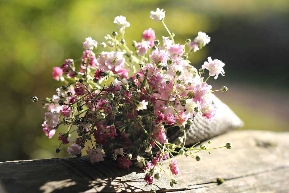 Beautiful Flowers blooming blossom