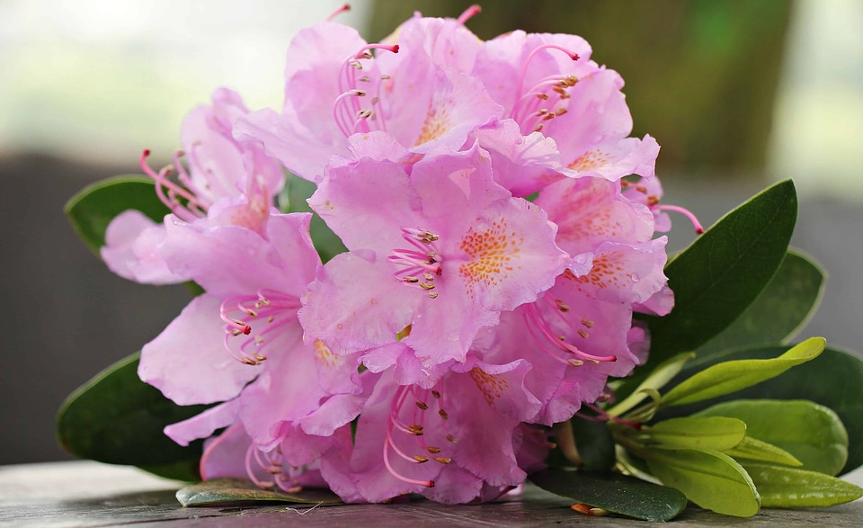 Beautiful Flowers beautiful photo blooming