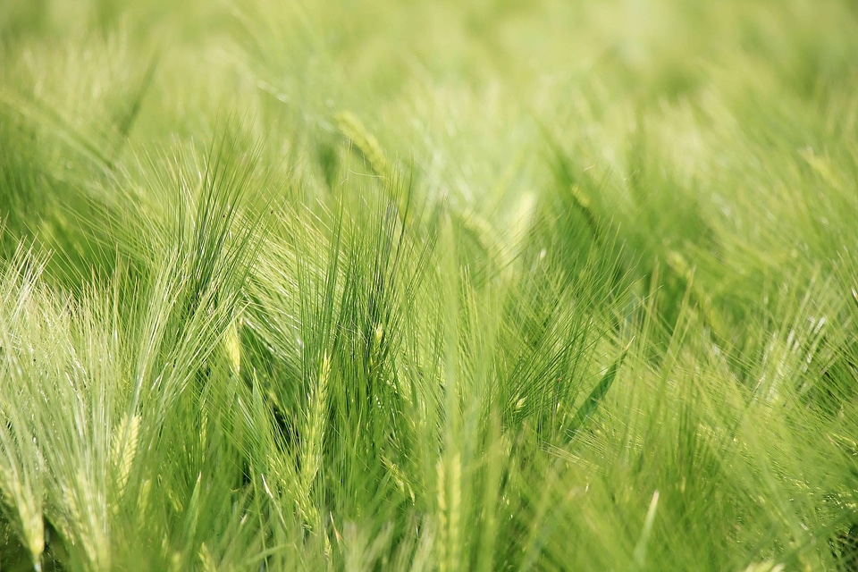 Agriculture cereal field