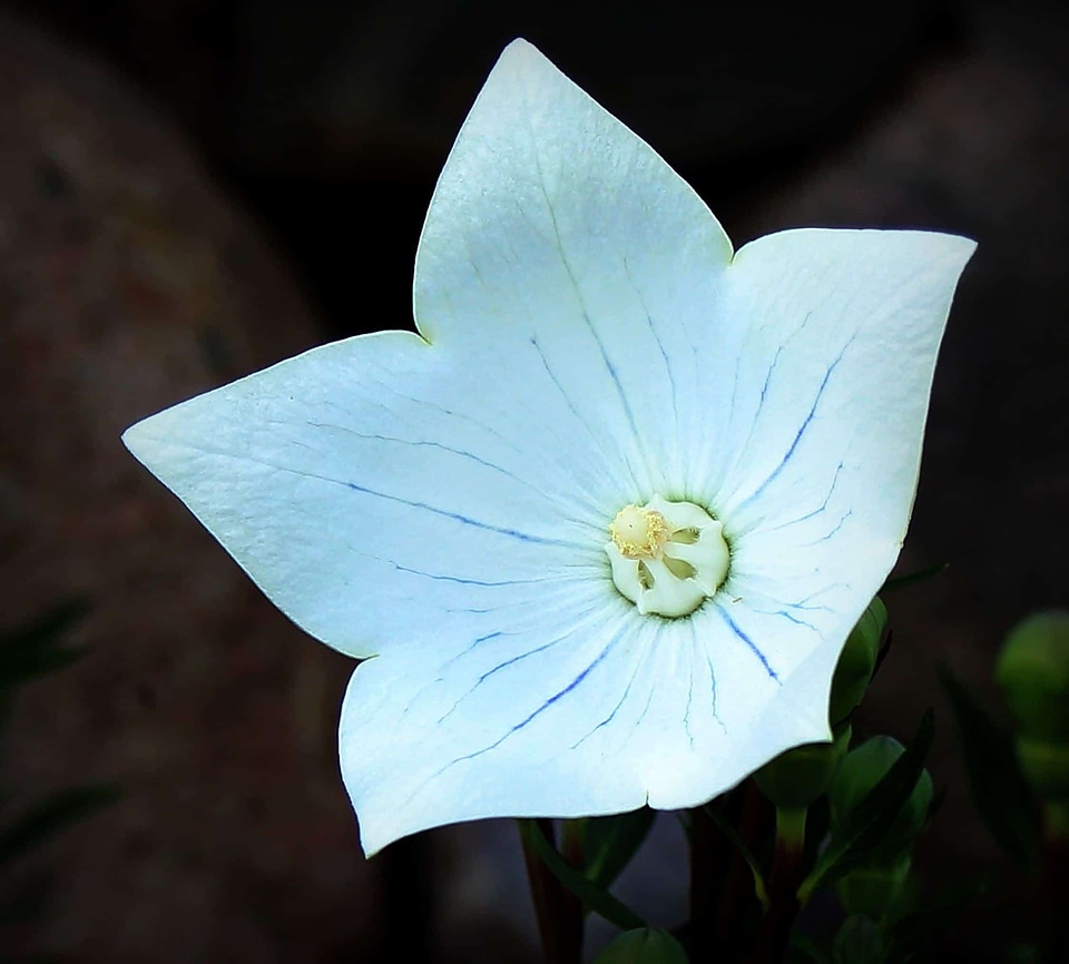 Beautiful Flowers blooming blossom
