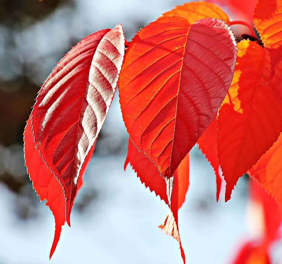 Autumn autumn season branch