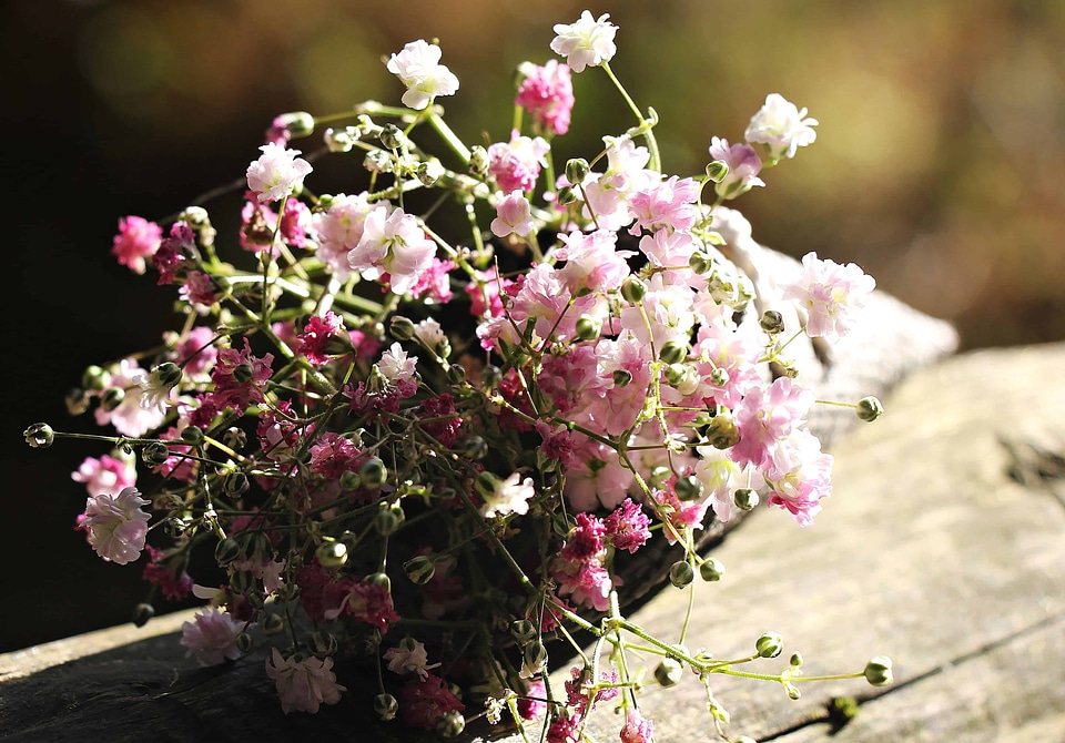 Beautiful Flowers blooming blossom