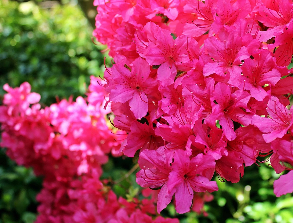 Beautiful beautiful flowers blooming