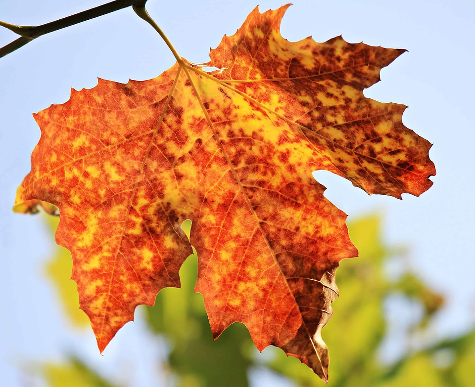 Autumn autumn season branch