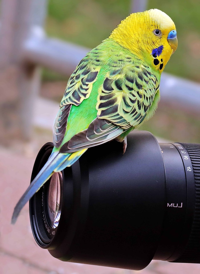Animal aperture avian
