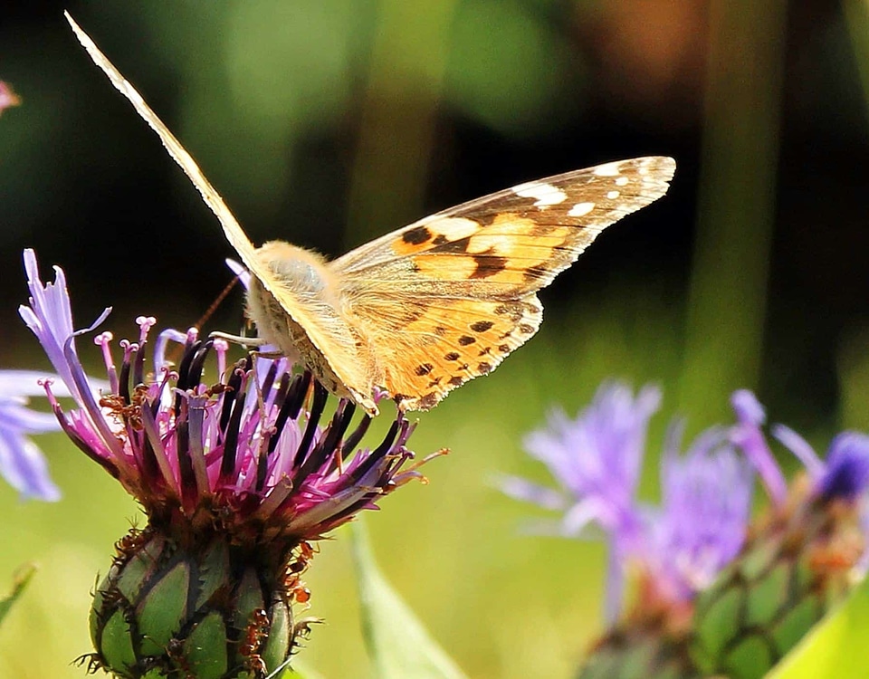 Animal arthropod beautiful flowers