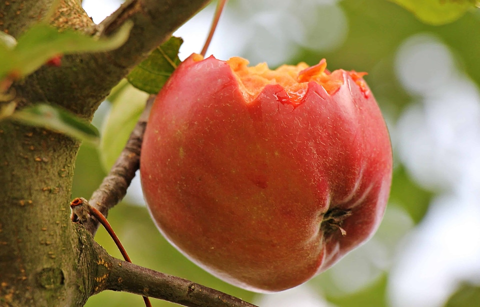 Apple beautiful photo diet