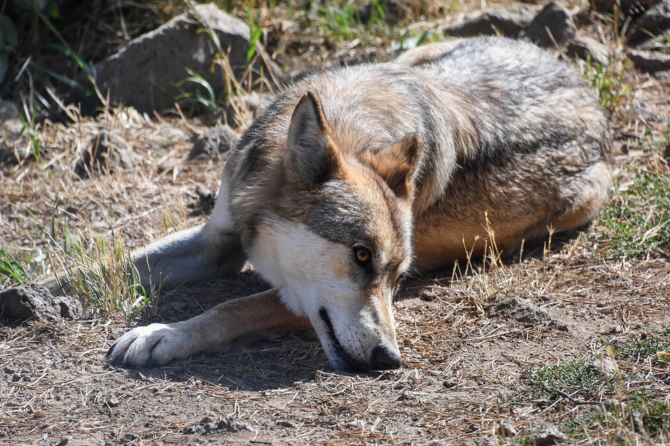 Animal canine carnivore photo